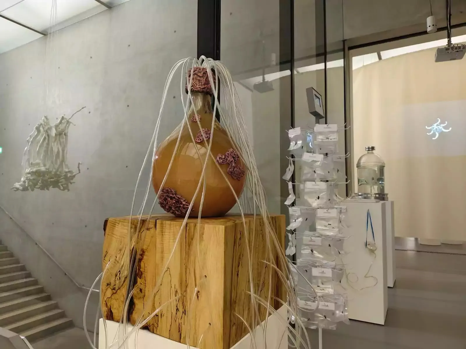 Installation view of Fermenting Futures in Touch Nature at Lentos Kunstmuseum Linz.